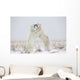 Polar Bears Play Fighting Wall Mural