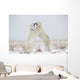 Polar Bears Play Fighting Wall Mural