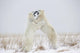 Polar Bears Play Fighting Wall Mural