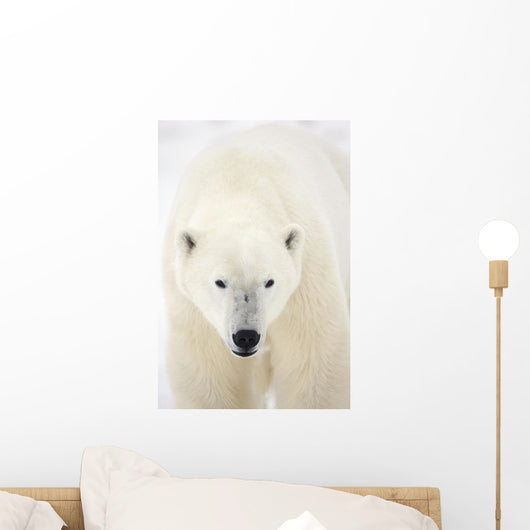 Portrait Of Polar Bear Wall Mural