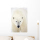 Portrait Of Polar Bear Wall Mural
