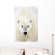 Portrait Of Polar Bear Wall Mural