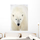 Portrait Of Polar Bear Wall Mural