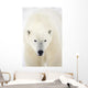 Portrait Of Polar Bear Wall Mural