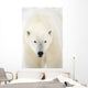 Portrait Of Polar Bear Wall Mural
