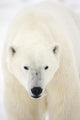 Portrait Of Polar Bear Wall Mural