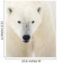 Portrait Of Polar Bear Wall Mural