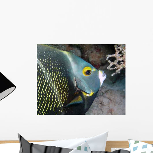 French Angel Fish Wall Decal
