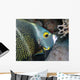 French Angel Fish Wall Decal