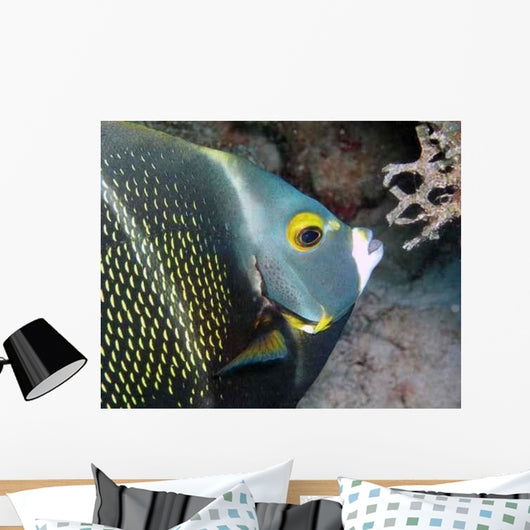 French Angel Fish Wall Decal