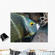 French Angel Fish Wall Decal