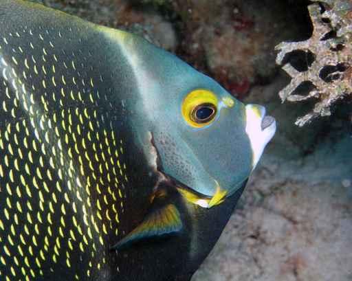 French Angel Fish Wall Decal