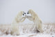 Polar Bears Play Fighting Wall Mural