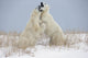Polar Bears Play Fighting Wall Mural
