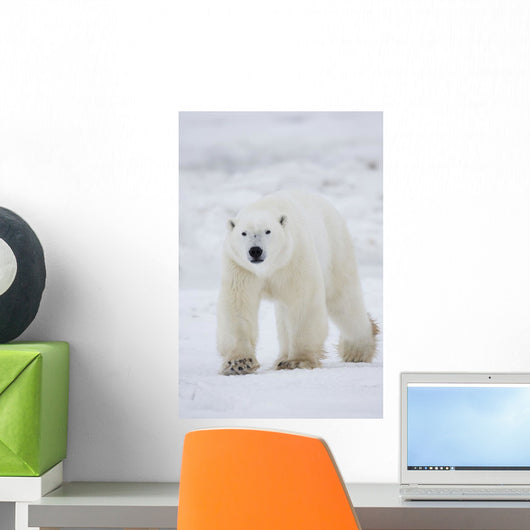 Polar Bear Walking Across Snow And Ice;Churchill Manitoba Canada Wall Mural