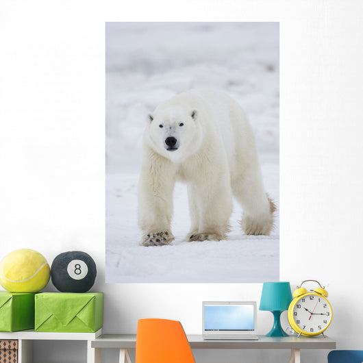 Polar Bear Walking Across Snow And Ice;Churchill Manitoba Canada Wall Mural
