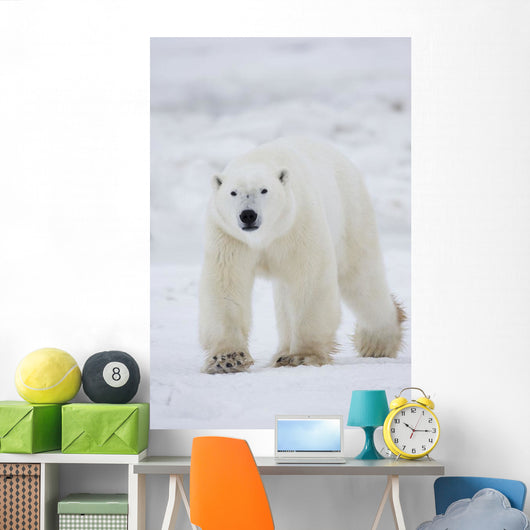Polar Bear Walking Across Snow And Ice;Churchill Manitoba Canada Wall Mural