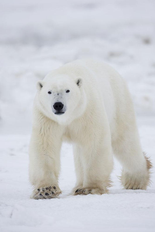Polar Bear Walking Across Snow And Ice;Churchill Manitoba Canada Wall Mural