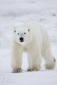 Polar Bear Walking Across Snow And Ice;Churchill Manitoba Canada Wall Mural