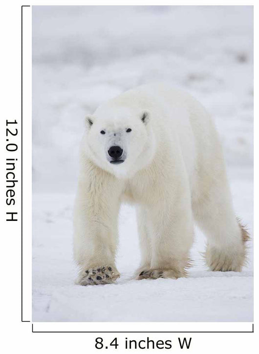 Polar Bear Walking Across Snow And Ice;Churchill Manitoba Canada Wall Mural