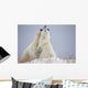 Polar Bears Play Fighting Wall Mural