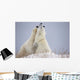 Polar Bears Play Fighting Wall Mural