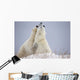 Polar Bears Play Fighting Wall Mural