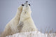 Polar Bears Play Fighting Wall Mural