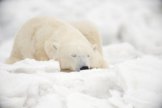 Polar Bear Sleeping Snow Wall Decal