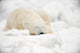 Polar Bear Sleeping Snow Wall Decal