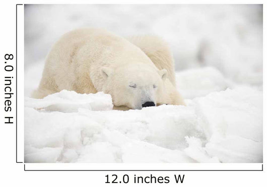 Polar Bear Sleeping Snow Wall Decal