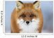 Red Fox Staring Camera Wall Decal