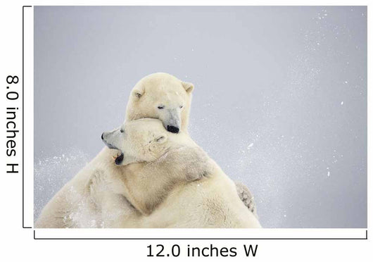 Polar Bears Play Fighting Wall Decal