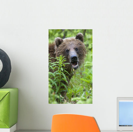 Grizzly Bear Eating Dandelions;British Columbia Canada Wall Mural