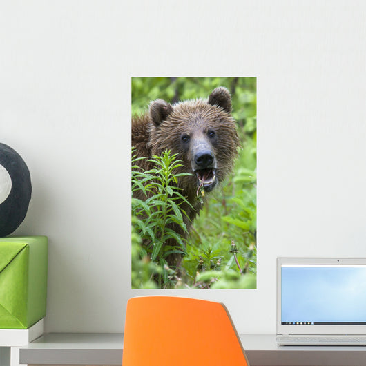 Grizzly Bear Eating Dandelions;British Columbia Canada Wall Mural