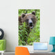 Grizzly Bear Eating Dandelions;British Columbia Canada Wall Mural