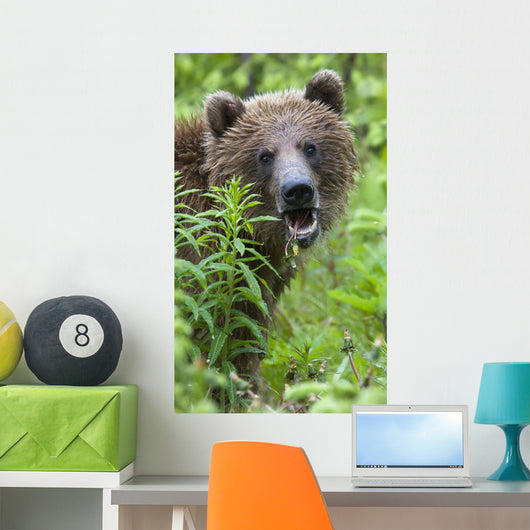 Grizzly Bear Eating Dandelions;British Columbia Canada Wall Mural