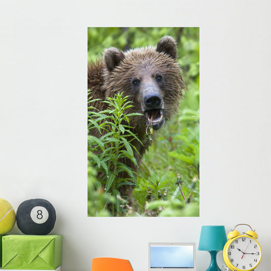 Grizzly Bear Eating Dandelions;British Columbia Canada Wall Mural