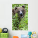 Grizzly Bear Eating Dandelions;British Columbia Canada Wall Mural