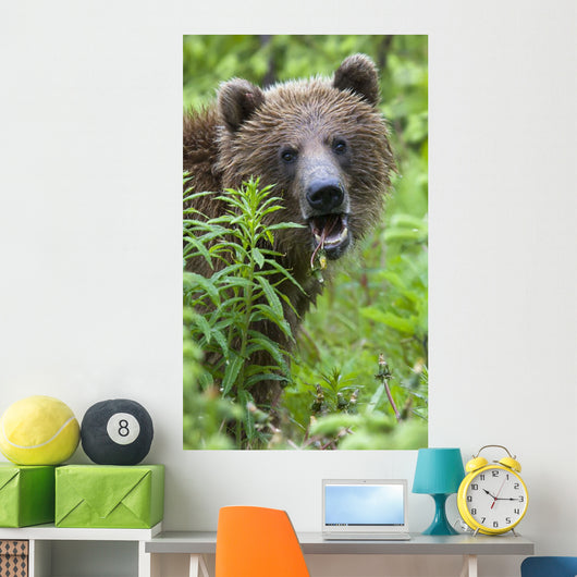 Grizzly Bear Eating Dandelions;British Columbia Canada Wall Mural