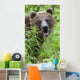 Grizzly Bear Eating Dandelions;British Columbia Canada Wall Mural