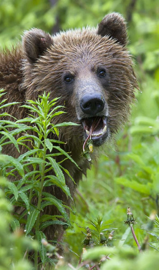 Grizzly Bear Eating Dandelions;British Columbia Canada Wall Mural