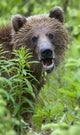 Grizzly Bear Eating Dandelions;British Columbia Canada Wall Mural