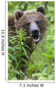 Grizzly Bear Eating Dandelions;British Columbia Canada Wall Mural