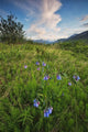 Tall Lungwort Flowers With The Klondike Valley Wall Mural