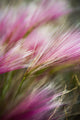 Grass Seed Heads during Wall Decal
