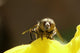 Abeille De Face Wall Mural