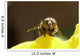 Abeille De Face Wall Mural