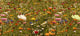 Flower meadow Wall Mural