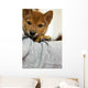 Shiba Child Dog Wall Decal